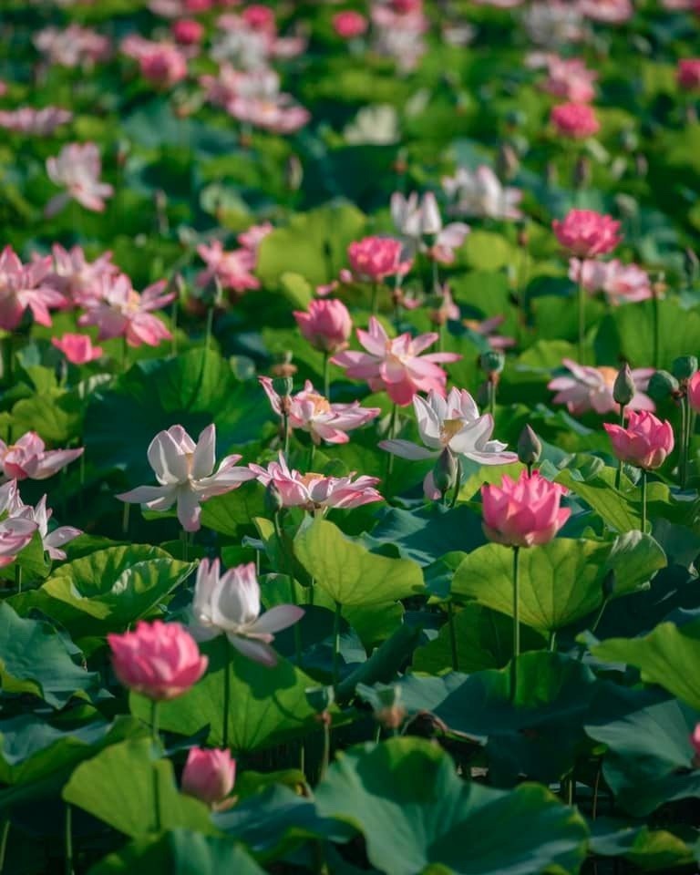 Where to Visit in Ninh Binh: Ngoa Long Lotus Pond - A Photogenic Hot Spot