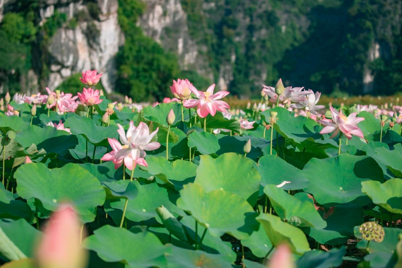Where to Visit in Ninh Binh: Ngoa Long Lotus Pond - A Photogenic Hot Spot |  Vietnam Times