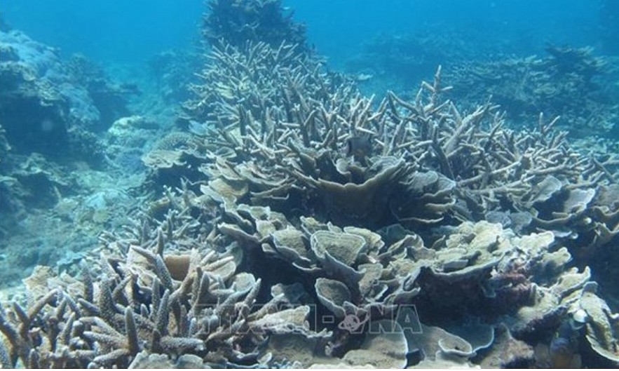 Coral reef in Vietnam (Photo: VNA)