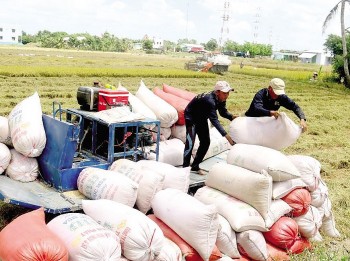 Vietnam Business Briefing (July 6): Vietnam Boosts Export of High-quality Rice