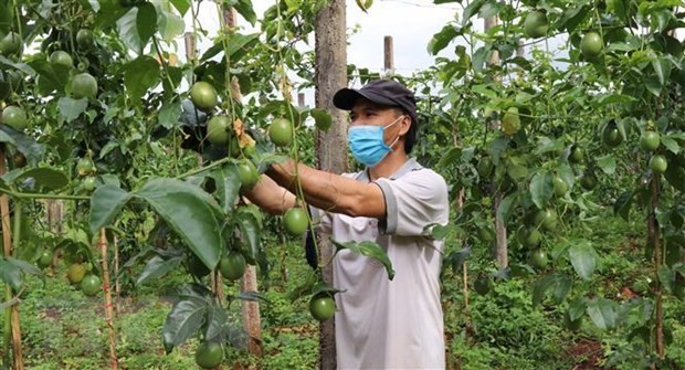 Vietnamese Passionfruit to Enter China via Official Channel