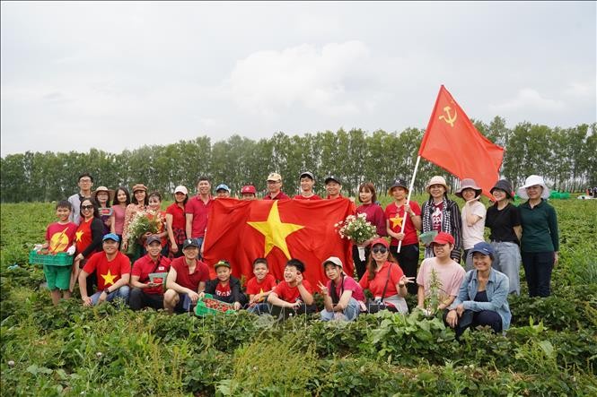 Vietnamese Embassy Join Strawberry Picking Event on Communist Saturday in Russia