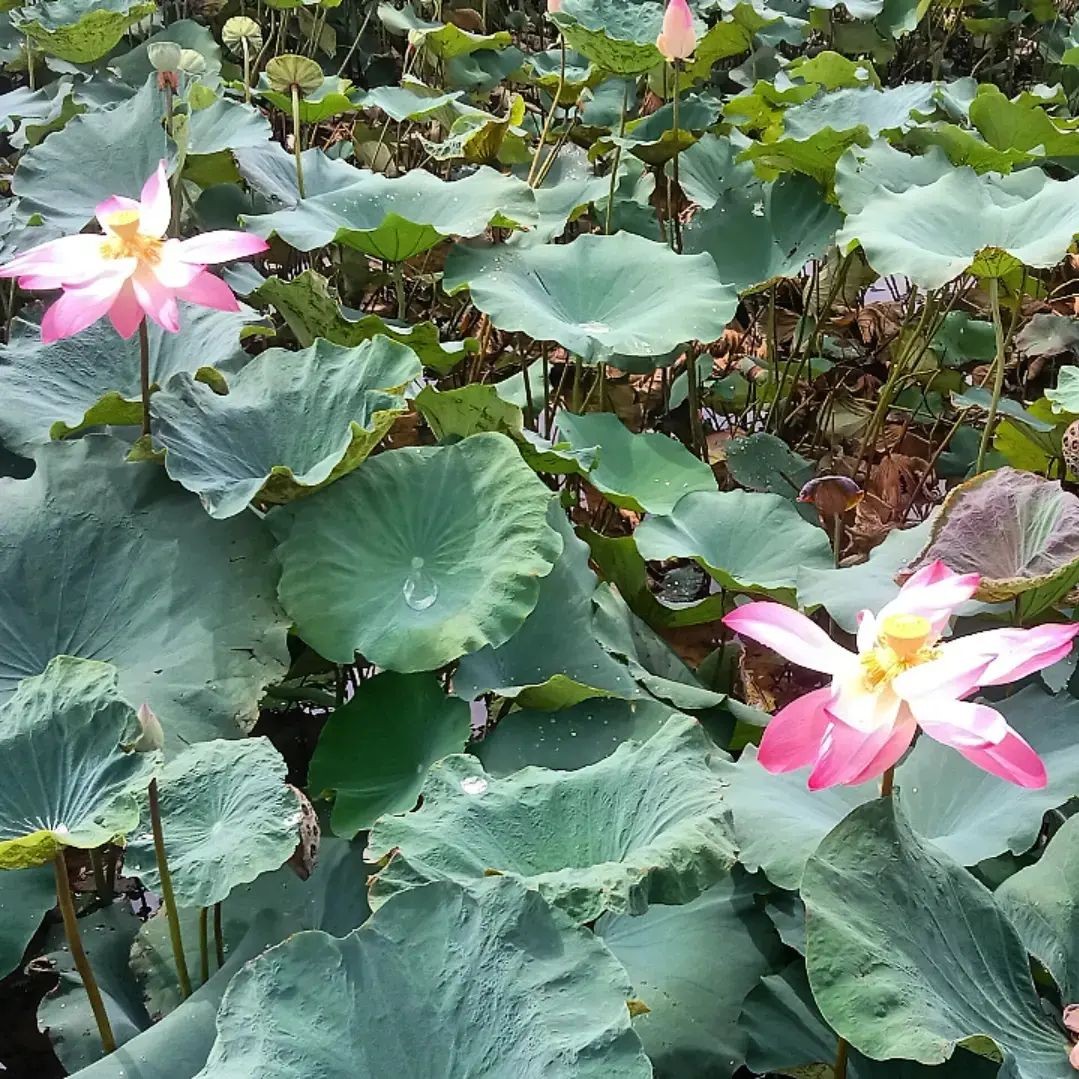 [Photo Series]: Lotus Season