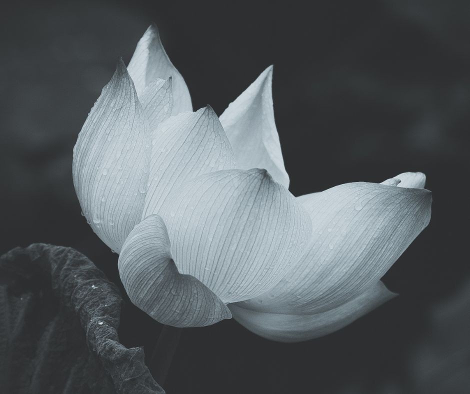 [Photo Series]: Lotus Season