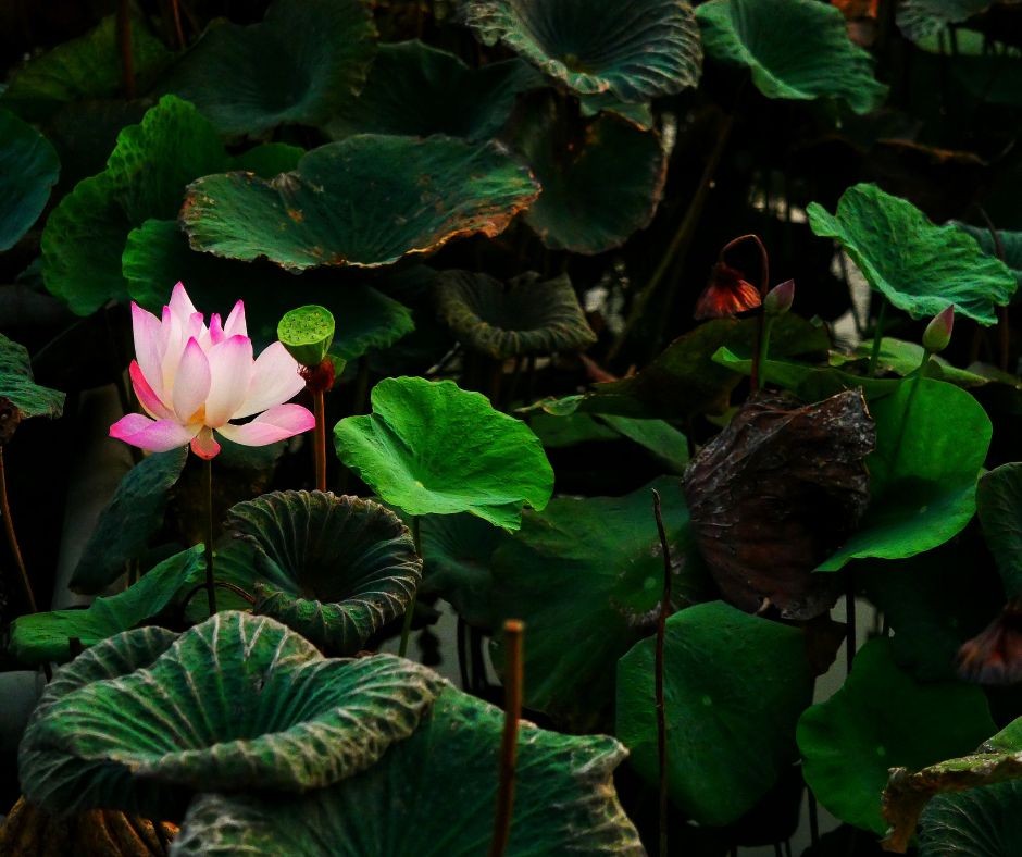 [Photo Series]: Lotus Season