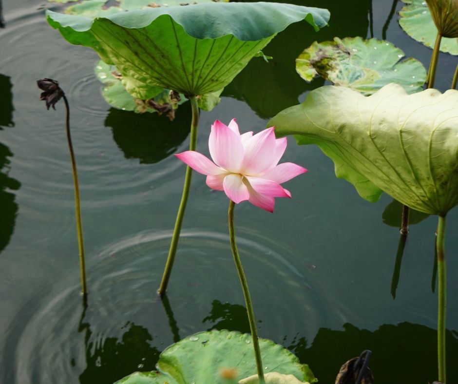 [Photo Series]: Lotus Season