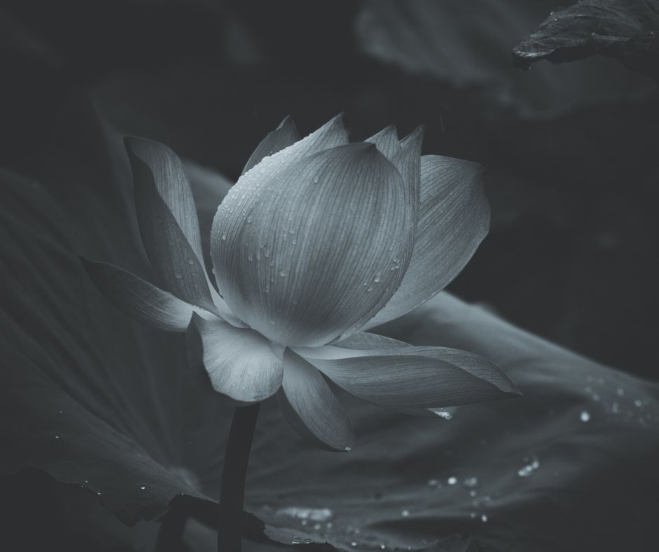 [Photo Series]: Lotus Season