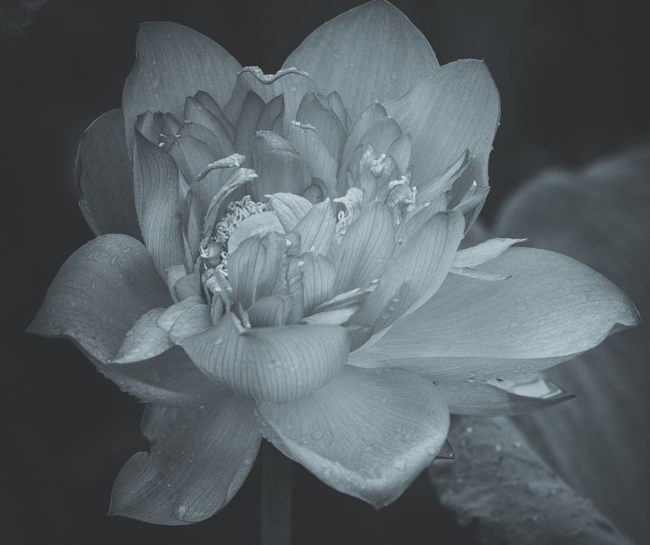 [Photo Series]: Lotus Season