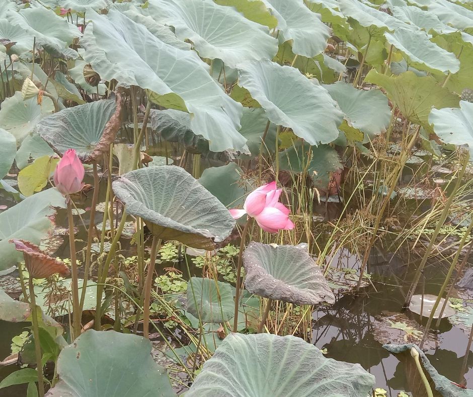 [Photo Series]: Lotus Season