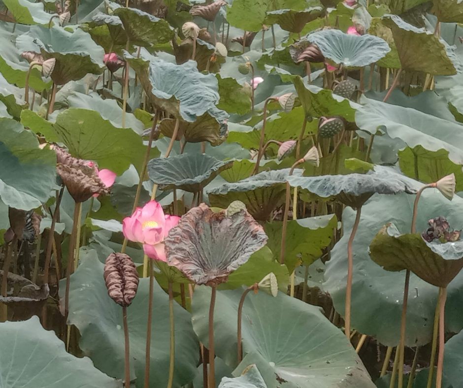 [Photo Series]: Lotus Season