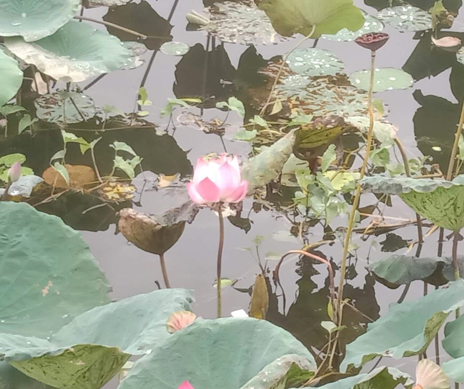 [Photo Series]: Lotus Season