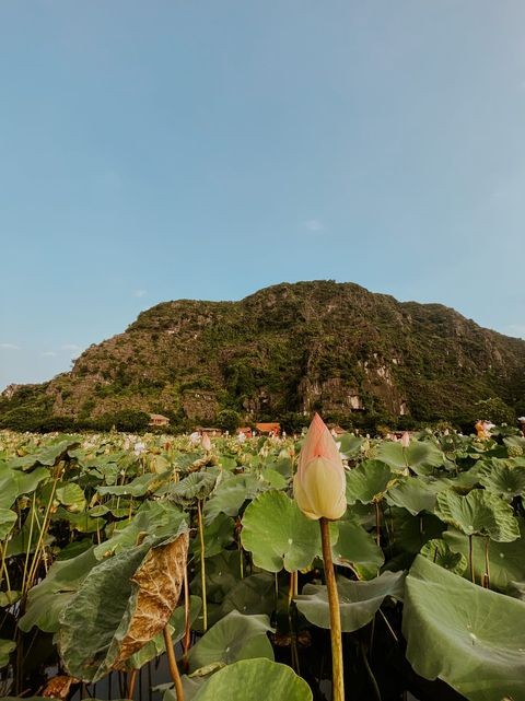 [Photo Series]: Lotus Season