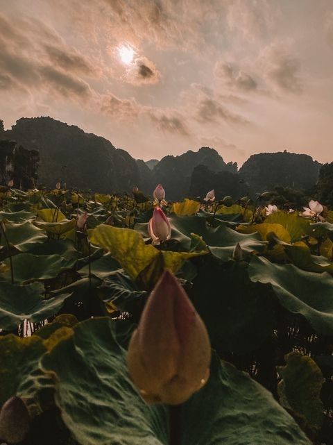 [Photo Series]: Lotus Season