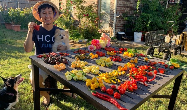 Oversea Vietnamese Grows More Than 500 Kinds Of Chili In America