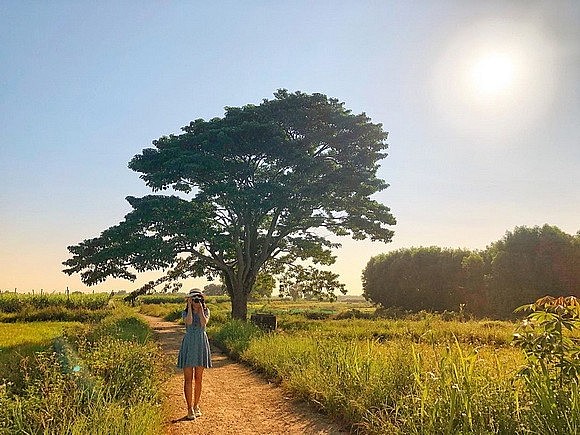 "Lonely" Tree Check-in Spots Attract Young Travelers