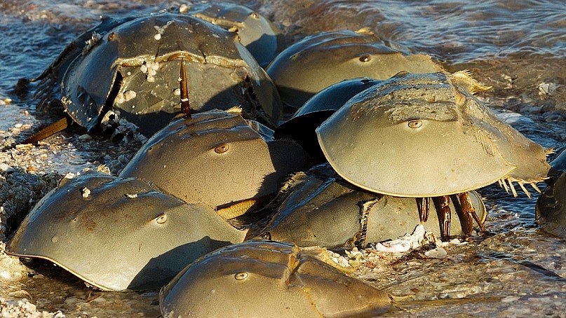 Horseshoe Crab - A Must-Try Delicacy of Ha Long