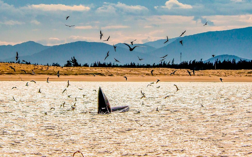 Admiring Whales Grabbing Off South-central Vietnamese Beach Admiring Whales Grabbing Off South central Vietnamese Beach