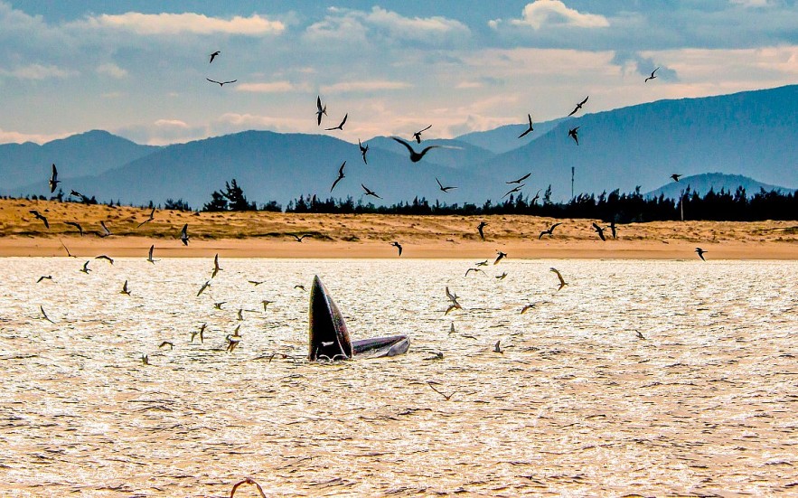 Admiring Whales Grabbing Off South central Vietnamese Beach