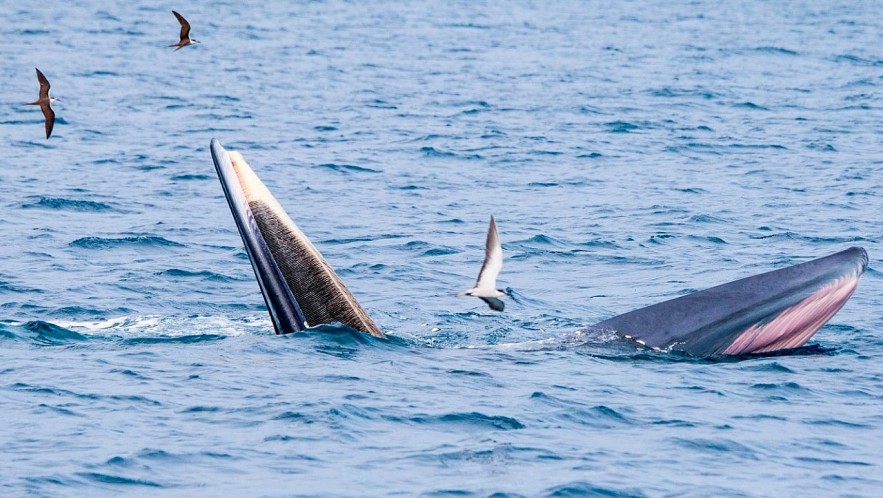 Admiring Whales Grabbing Off South-central Vietnamese Beach