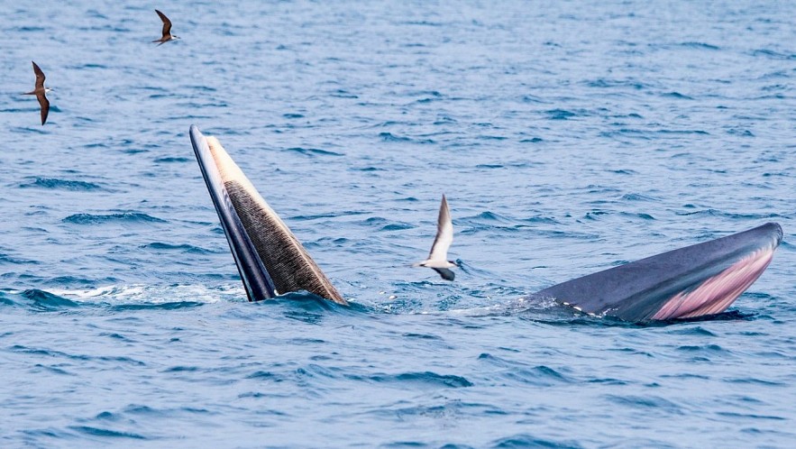Admiring Whales Grabbing Off South-central Vietnamese Beach Admiring Whales Grabbing Off South-central Vietnamese Beach