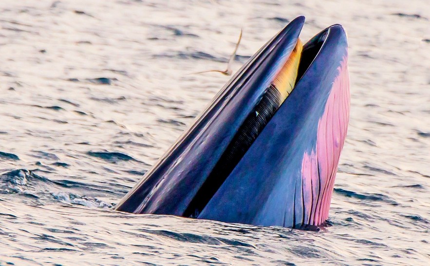 Admiring Whales Grabbing Off South central Vietnamese Beach