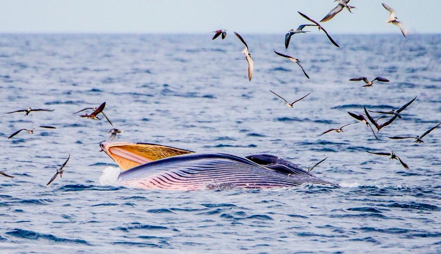 Admiring Whales Grabbing Off South-central Vietnamese Beach