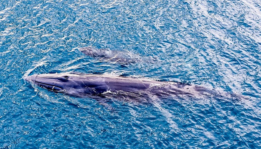 Admiring Whales Grabbing Off South-central Vietnamese Beach