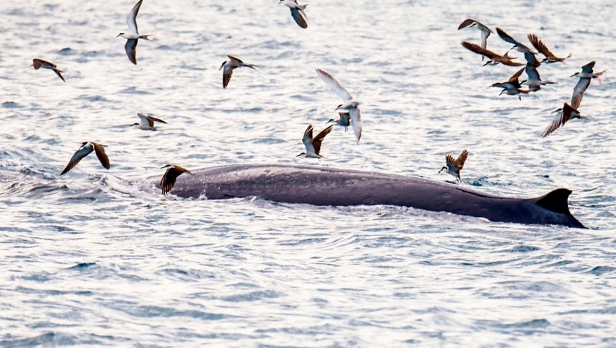 Admiring Whales Grabbing Off South-central Vietnamese Beach Admiring Whales Grabbing Off South-central Vietnamese Beach
