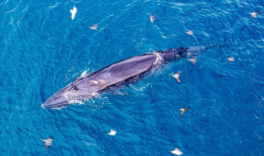 Admiring Whales Grabbing Off South-central Vietnamese Beach Admiring Whales Grabbing Off South-central Vietnamese Beach