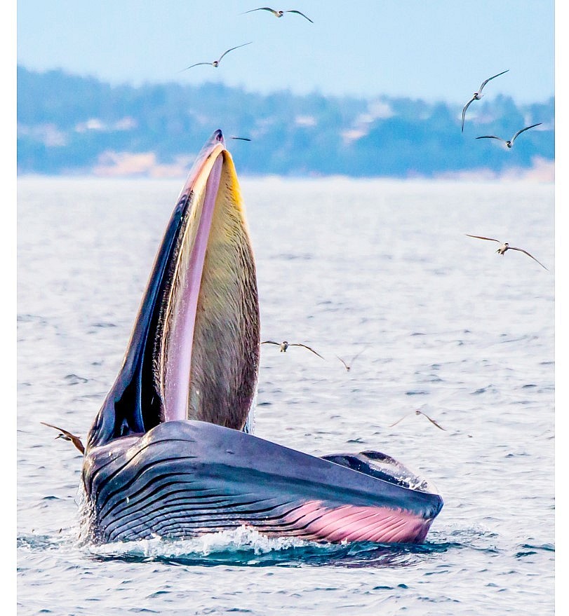 Admiring Whales Grabbing Off South-central Vietnamese Beach