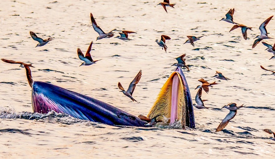 Admiring Whales Grabbing Off South-central Vietnamese Beach Admiring Whales Grabbing Off South-central Vietnamese Beach