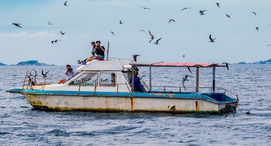 Admiring Whales Grabbing Off South-central Vietnamese Beach