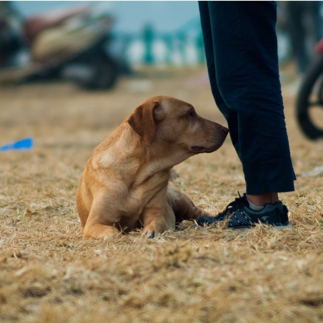 [Photo Series]: The Dog (& Pet) Days of Summer