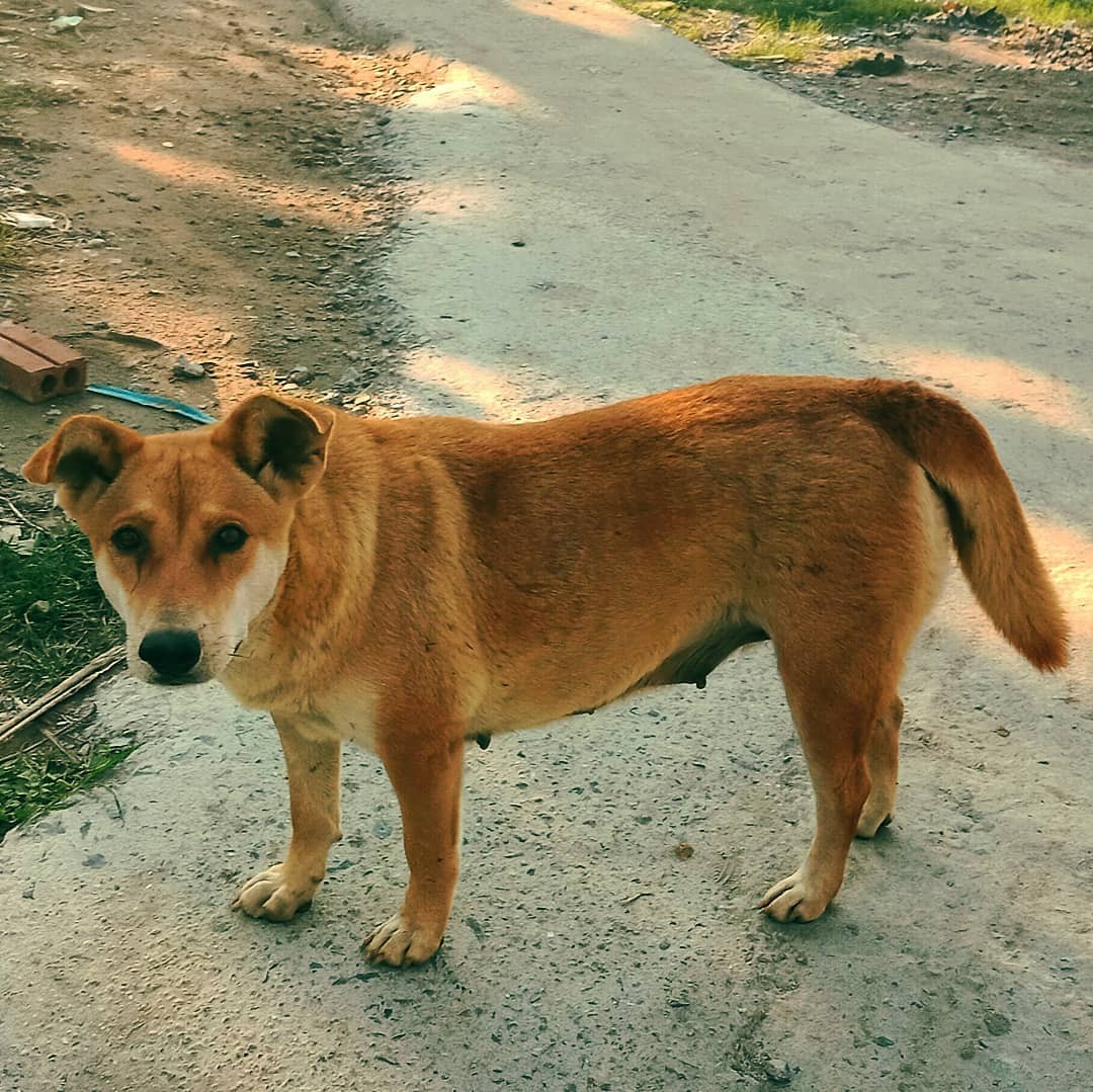 [Photo Series]: The Dog (& Pet) Days of Summer