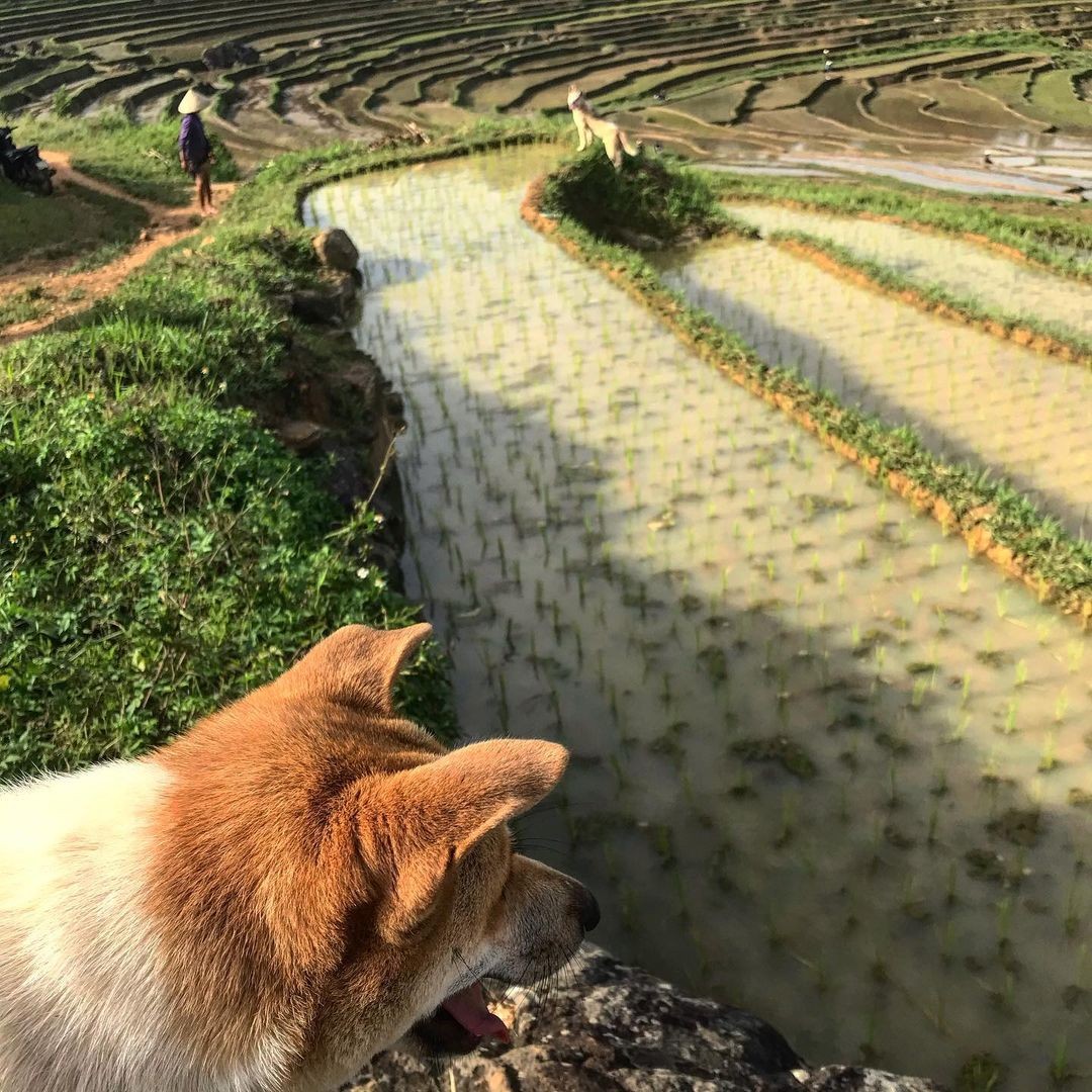 [Photo Series]: The Dog (& Pet) Days of Summer