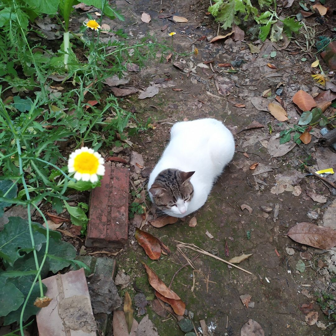 [Photo Series]: The Dog (& Pet) Days of Summer