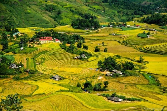 Four Locations to See the Ripe Golden Rice in the North