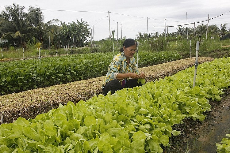 Ancient Traditions Allow Poor Vietnamese Make Prosperous Futures