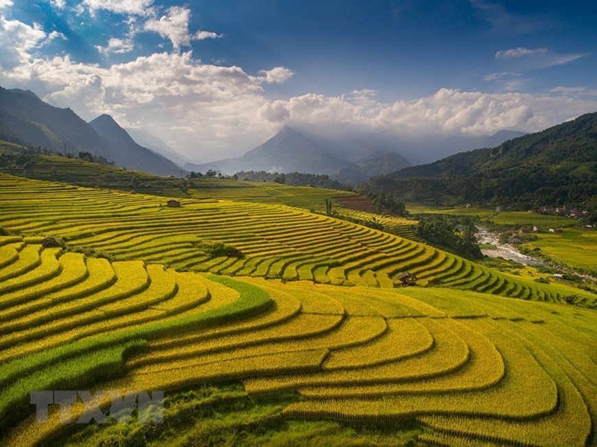 discover the alluring beauty of sapas ripening rice season