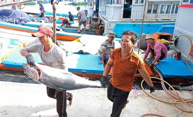 Fishermen takes a tuna from their vessel in the coastal central province of Khanh Hoa. Photo: VNA