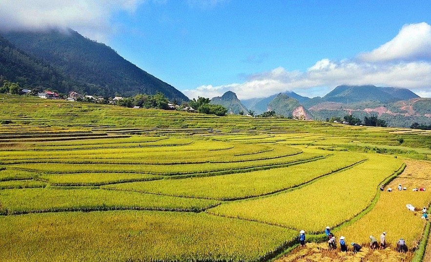 The Beautiful Golden Season in Than Uyen Enjoy the Beautiful Golden Season in Than Uyen