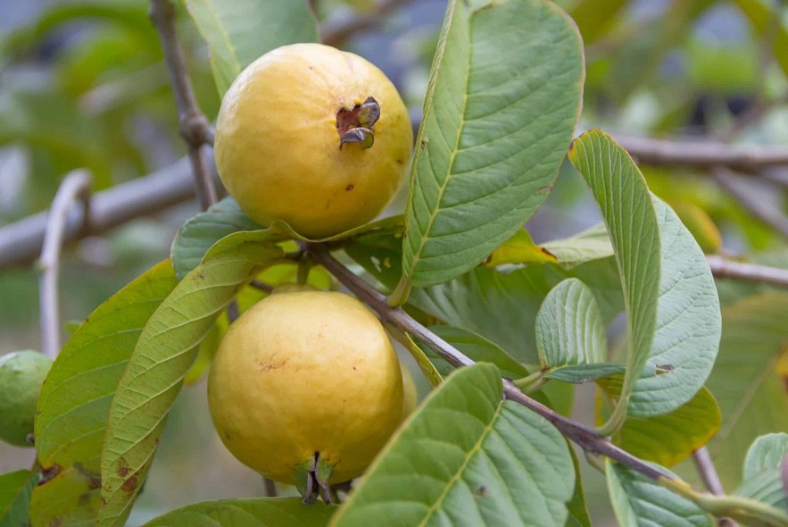 The Delicate Tastes of a Hanoian Autumn