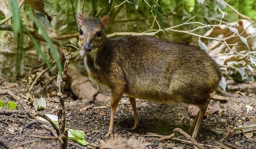 3 Rare and Endemic Species of Animals in Vietnam | Vietnam Times