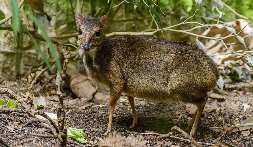 3 Rare and Endemic Species of Animals in Vietnam | Vietnam Times 3 Rare and Endemic Species of Animals in Vietnam | Vietnam Times
