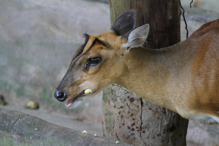 3 Rare and Endemic Species of Animals in Vietnam