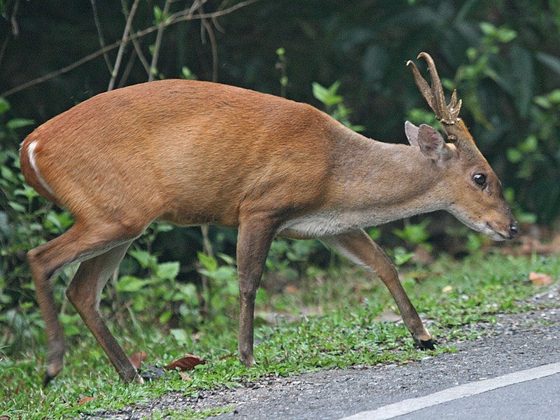 3 Rare and Endemic Species of Animals in Vietnam