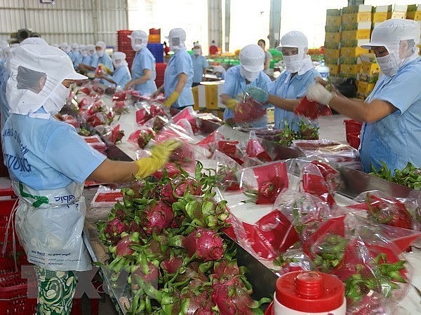 Packaging dragon fruit for export in Tien Giang province. Photo: VNA