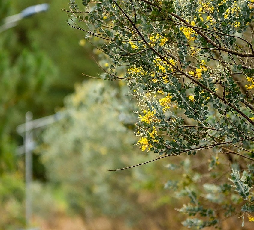 Da Lat in the Romantic Mimosa Season