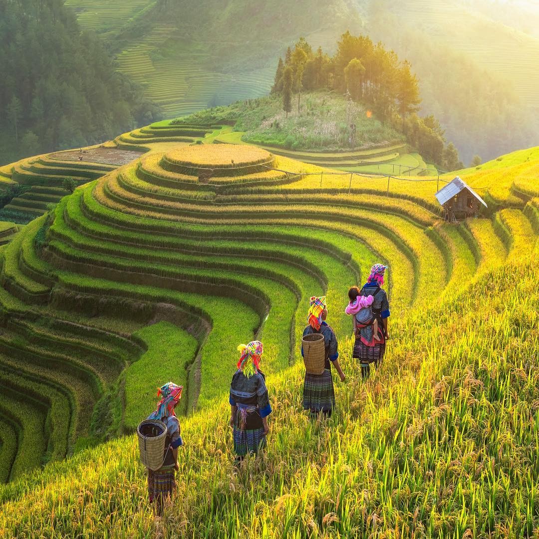 golden rice season in northwest vietnam top 5 most beautiful spots