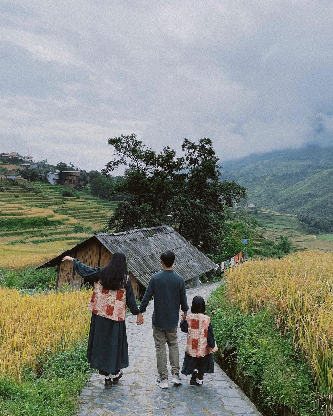 Golden Rice Season in Northwest Vietnam: Top 5 Most Beautiful Spots